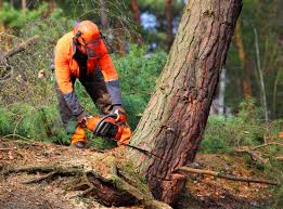 Best Tree Disease Treatment  in Braidwood, IL